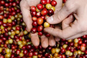 Đặc Trưng Hương Vị Cà Phê Theo Khu Vực 4 Cà phê – hạt ngọc kết tinh từ đất và trời