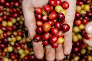 Khu Vực Trồng Cà Phê Trên Thế Giới – Bản Đồ Hương Vị Toàn Cầu 5 Brazil nơi định hình gu thưởng thức cà phê toàn cầu.