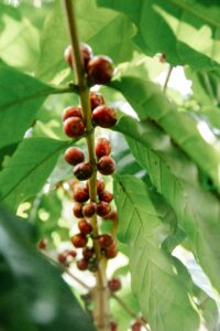 Vùng trồng cà phê Robusta lớn nhất Việt Nam: Đắk Lắk 6 Thuận lợi tự nhiên cho cà phê Robusta tại Đắk Lắk