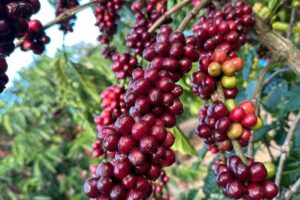 Đặc Trưng Hương Vị Cà Phê Theo Khu Vực 5 Brazil là quốc gia sản xuất cà phê lớn nhất thế giới