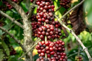 Quá Trình Sinh Trưởng Cây Cà Phê : Từ Gieo Hạt Đến Thu Hoạch 8 Cây cà phê kết trái