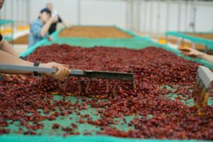 3 Phương Pháp Sơ Chế Cà Phê: Hành Trình Quyết Định Hương Vị Hạt Cà Phê 6 Sơ chế khô (Natural) – giản dị nhưng đậm đà