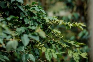 Quá Trình Sinh Trưởng Cây Cà Phê : Từ Gieo Hạt Đến Thu Hoạch 5 Cây cà phê non trong vườn ươm