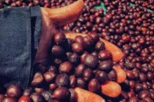 Khám Phá Cấu Tạo Trái Cà Phê: Bí Mật Ẩn Trong Từng Lớp Vỏ Và Hạt 4 Hành trình mở lớp bí mật từ một trái cà phê