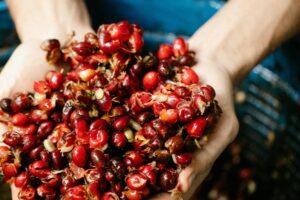 3 Phương Pháp Sơ Chế Cà Phê: Hành Trình Quyết Định Hương Vị Hạt Cà Phê 7 Sơ chế ướt (Washed) – tinh khiết, sáng vị