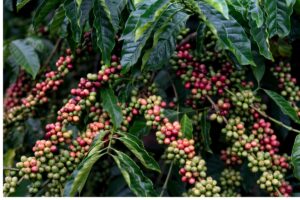 Quá Trình Sinh Trưởng Cây Cà Phê : Từ Gieo Hạt Đến Thu Hoạch 6 Cây cà phê trưởng thành với tán lá xum xuê.