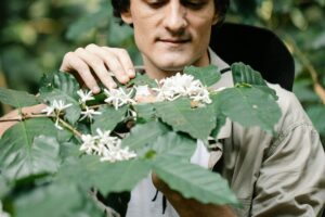 Quá Trình Sinh Trưởng Cây Cà Phê : Từ Gieo Hạt Đến Thu Hoạch 7 Hoa cà phê trắng nở rộ trên cành.