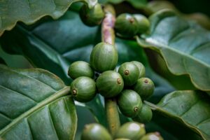 Đặc Trưng Hương Vị Cà Phê Theo Khu Vực 6 Việt Nam quốc gia xuất khẩu Robusta hàng đầu thế giới