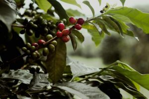 Nguồn Gốc Cây Cà Phê: Từ Huyền Thoại Ethiopia Đến Thức Uống Toàn Cầu 4 Ethiopia – Khởi nguồn cà phê