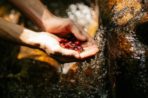 Nguồn Gốc Cây Cà Phê: Từ Huyền Thoại Ethiopia Đến Thức Uống Toàn Cầu 5 Yemen và cảng Mocha – chiếc nôi thương mại cà phê