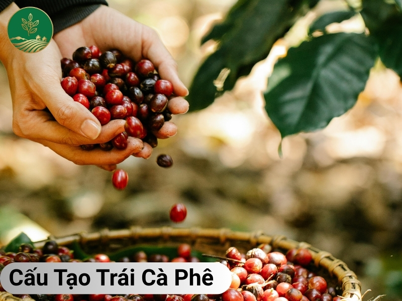 Khám Phá Cấu Tạo Trái Cà Phê: Bí Mật Ẩn Trong Từng Lớp Vỏ Và Hạt 1 cấu tạo trái cà phê