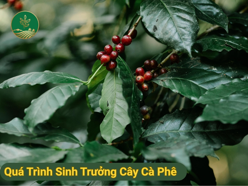 Quá Trình Sinh Trưởng Cây Cà Phê : Từ Gieo Hạt Đến Thu Hoạch 2 Quá Trình Sinh Trưởng Cây Cà Phê