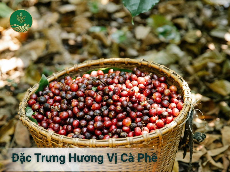 Đặc Trưng Hương Vị Cà Phê Theo Khu Vực 3 Đặc trưng hương vị cà phê theo khu vực