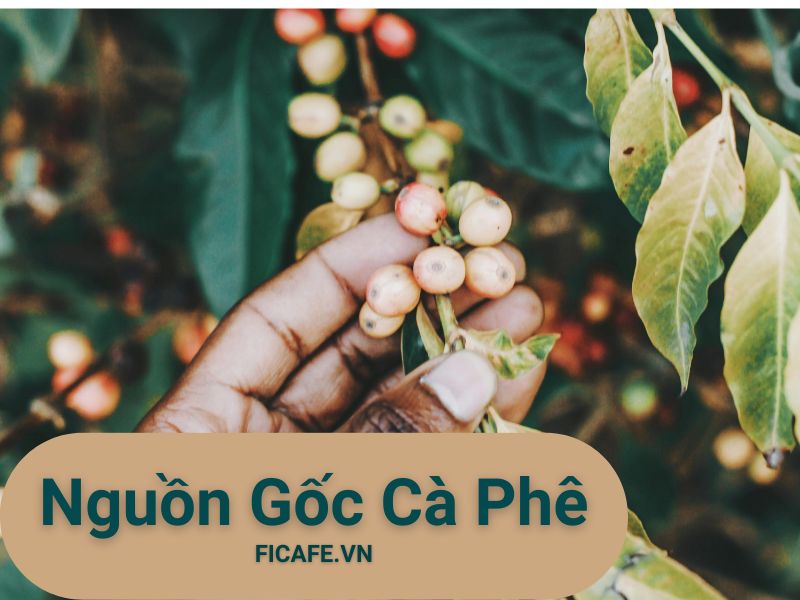 Nguồn Gốc Và Lịch Sử Phát Triển Của Cây Cà Phê: Hành trình 600.000 9 Nguồn gốc và lịch sử phát triển của cây cà phê