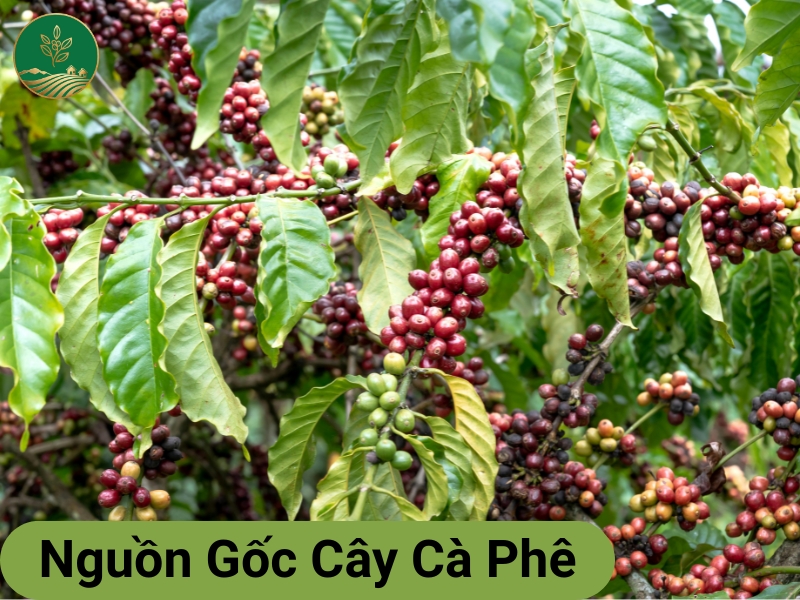 Nguồn Gốc Cây Cà Phê: Từ Huyền Thoại Ethiopia Đến Thức Uống Toàn Cầu 5 Nguồn gốc cây cà phê