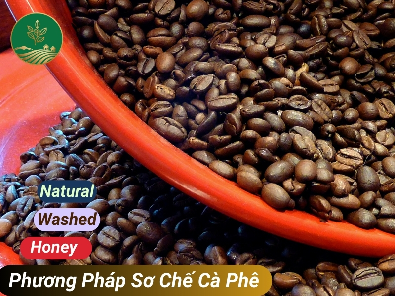 3 Phương Pháp Sơ Chế Cà Phê: Hành Trình Quyết Định Hương Vị Hạt Cà Phê 10 Phương pháp sơ chế cà phê