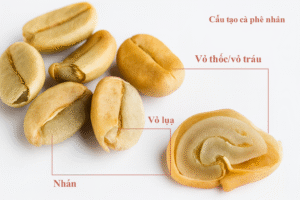 Cấu Tạo Cà Phê Nhân – Giải Mã “Chiếc Áo” Và “Linh Hồn” Của Hạt Cà Phê 4 Từ quả cà phê đến nhân: lớp vỏ và cấu trúc quanh nhân