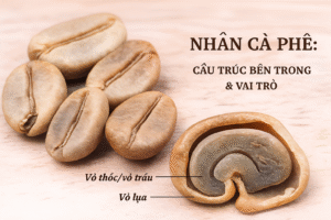 Cấu Tạo Cà Phê Nhân – Giải Mã “Chiếc Áo” Và “Linh Hồn” Của Hạt Cà Phê 5 Nhân cà phê: cấu trúc bên trong & vai trò
