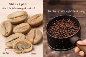 Cấu Tạo Cà Phê Nhân – Giải Mã “Chiếc Áo” Và “Linh Hồn” Của Hạt Cà Phê 6 Từ cấu tạo đến nghệ thuật rang