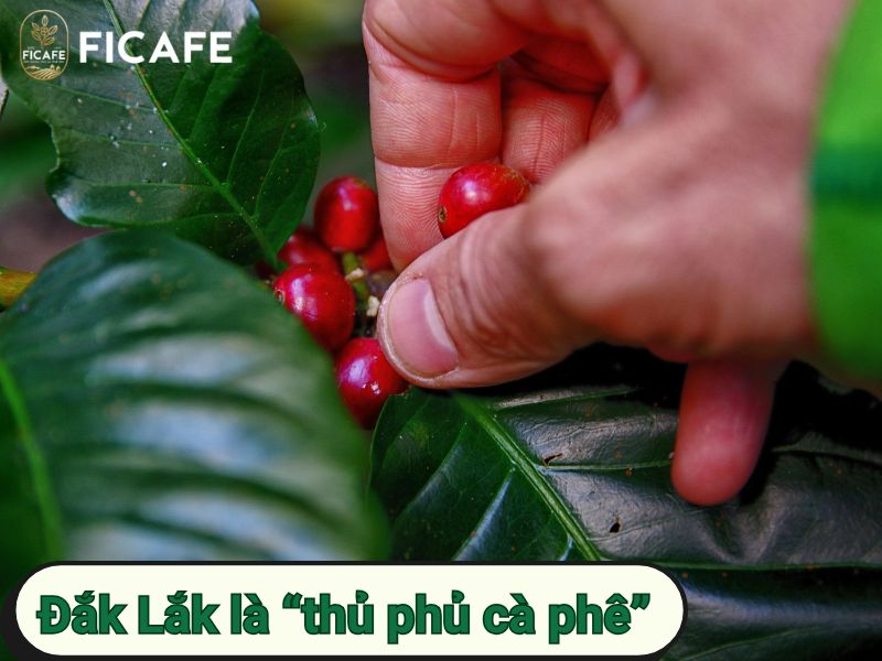 Vùng trồng cà phê Robusta lớn nhất Việt Nam: Đắk Lắk 7 Đắk Lắk là “thủ phủ cà phê” của Việt Nam