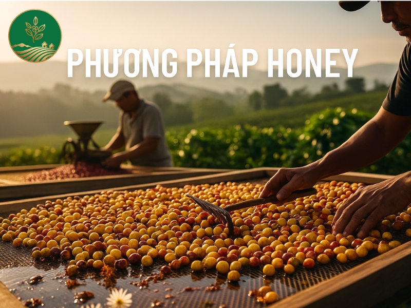 Phương Pháp Honey – Khi Cà Phê “Chạm Đến” Sự Ngọt Ngào Tự Nhiên 5 phuong phap honey