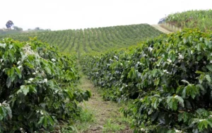 Vì sao nên quan tâm đến giống cà phê?