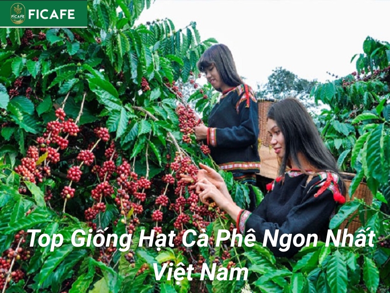 giong hat ca phe ngon nhat hien nay