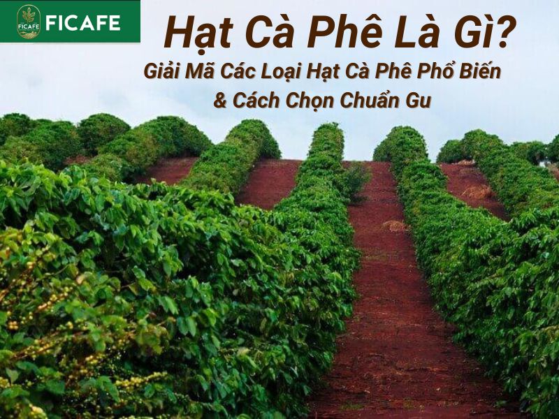 hat ca phe la gi