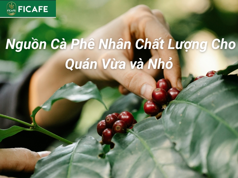 nguon ca phe chat luong